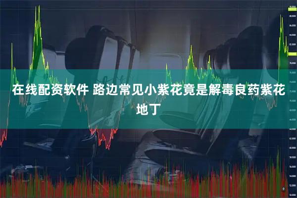 在线配资软件 路边常见小紫花竟是解毒良药紫花地丁